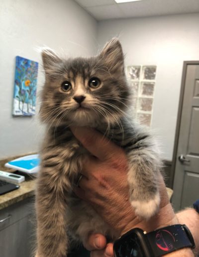 person holding gray kitten