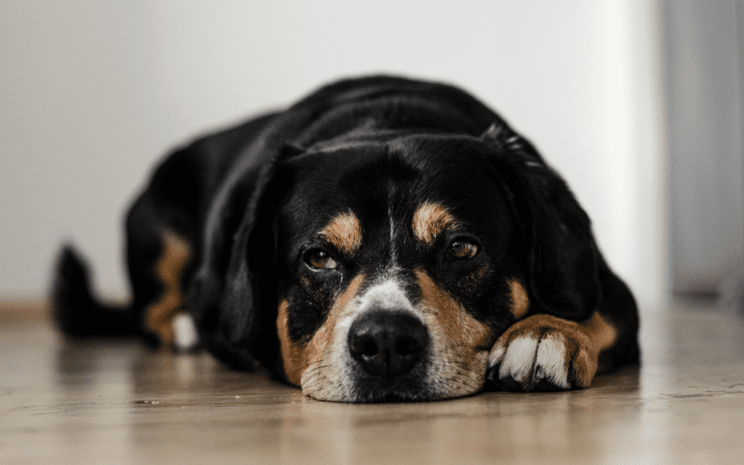 Does Your Dog Have Canine Anxiety?