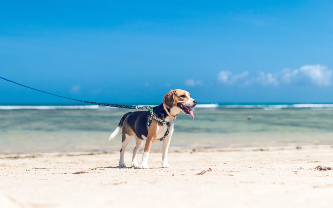 Beagle on a leash on a sandy beach