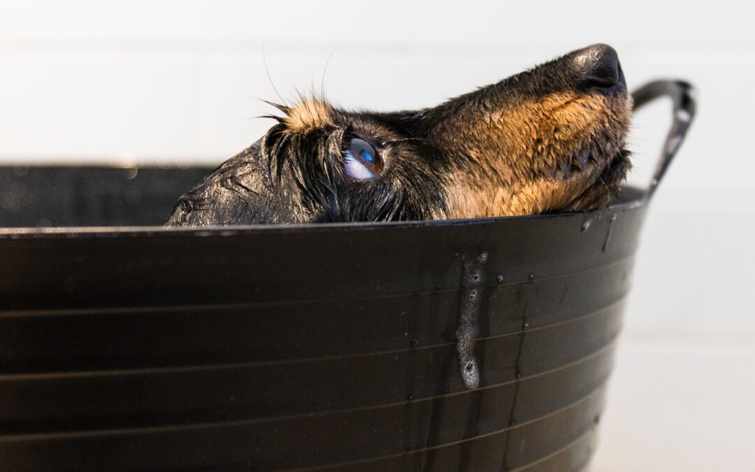 A Comprehensive Manual for Selecting the Perfect Shampoo to Elevate Your Canine’s Bath Experience