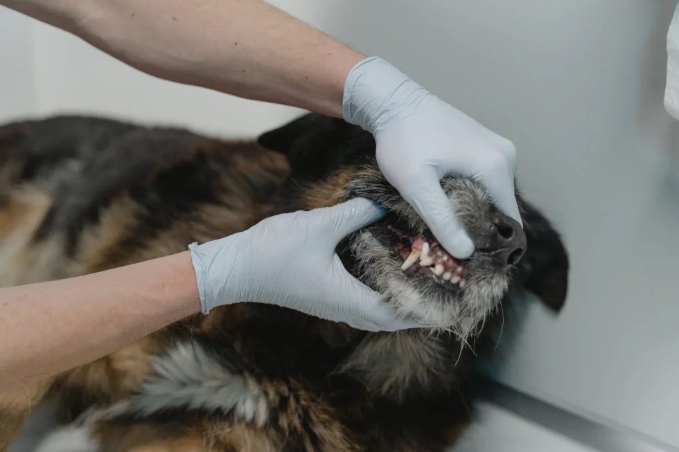 How Dental Disease Affects Your Senior Pet’s Overall HealthHow Dental Disease Affects Your Senior Pet’s Overall HealthHow Dental Disease Affects Your Senior Pet’s Overall Health