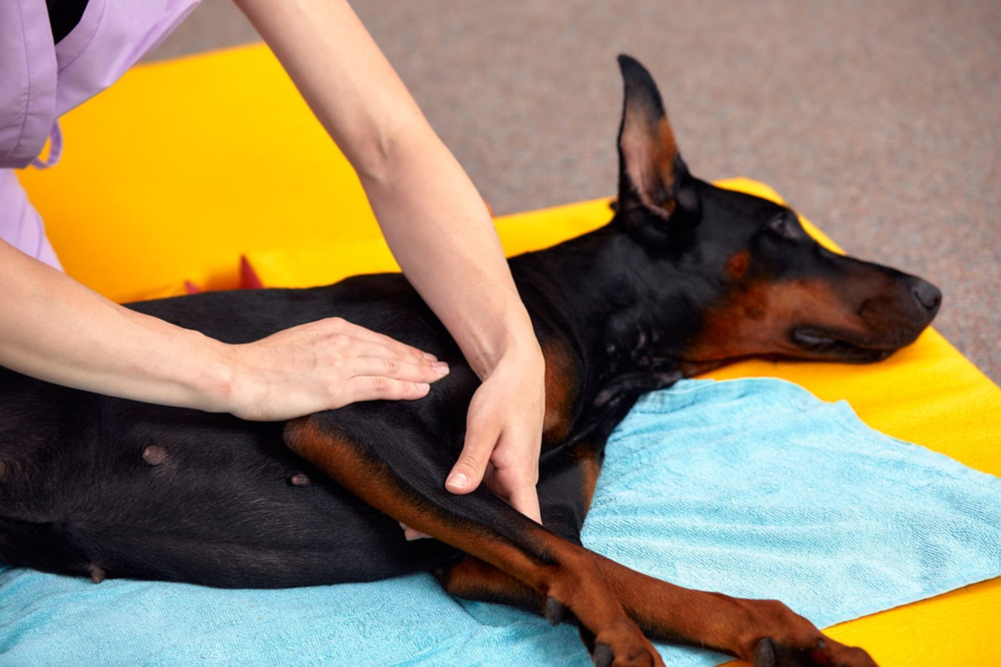 Pet Wellness Exams: Why Regular Vet Check-Ups Are Crucial