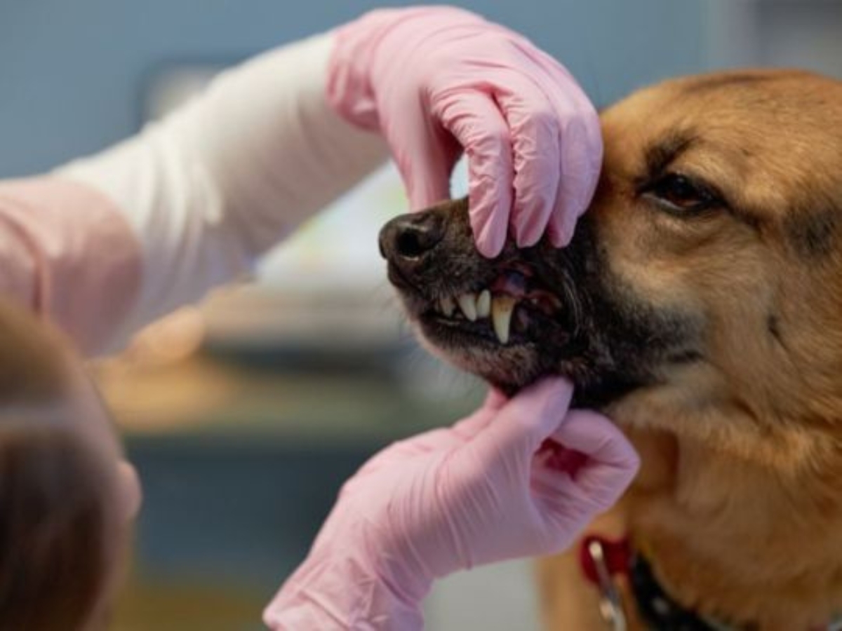 Dental Issues Can Harm Your Pet's Health