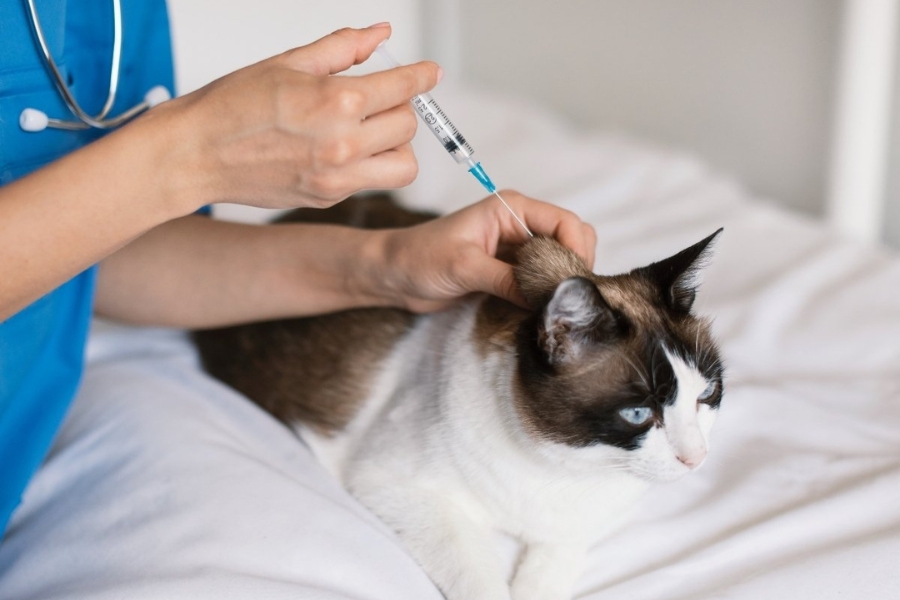 pet vaccinations reno nv