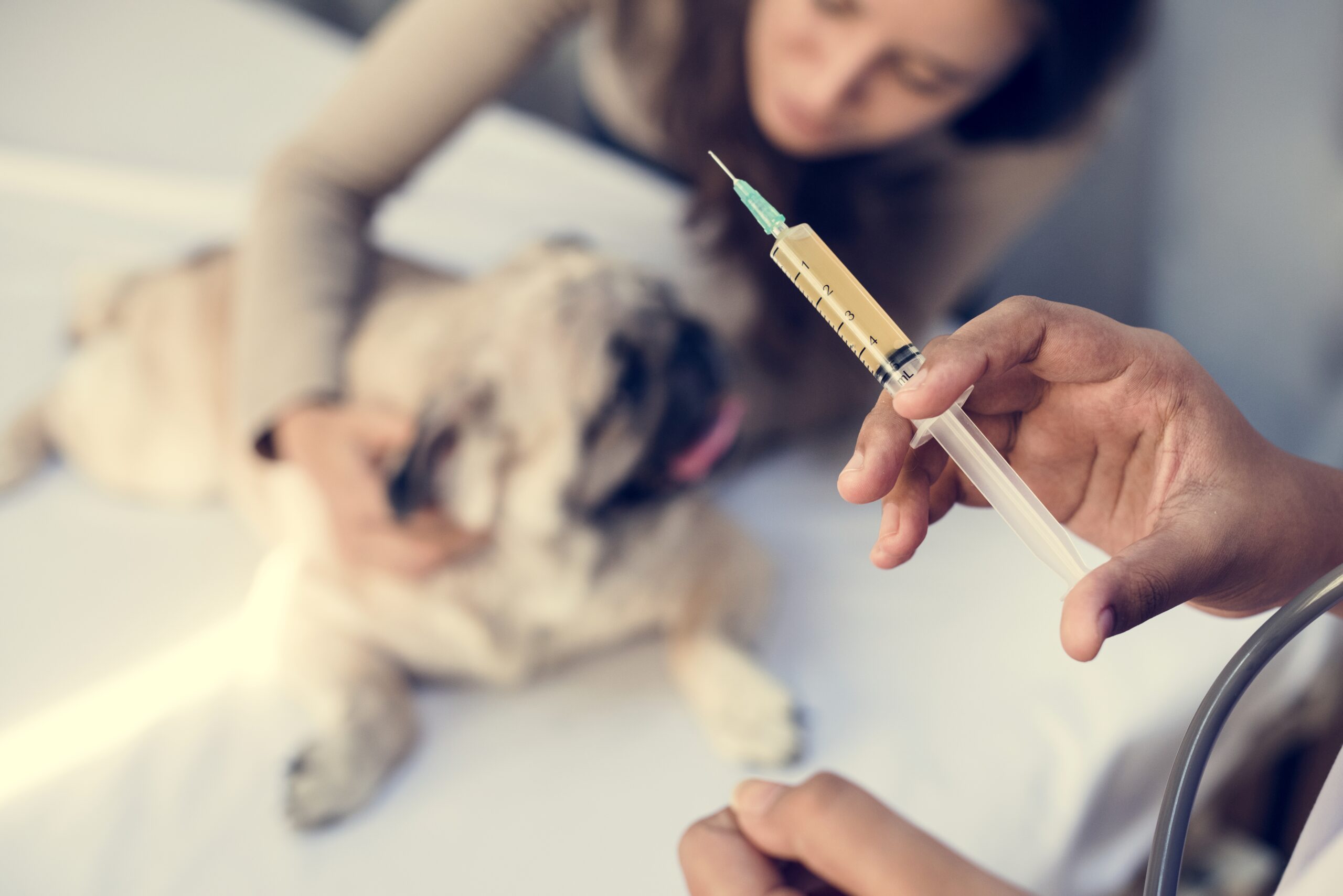 Common Mistakes When Vaccinating pet