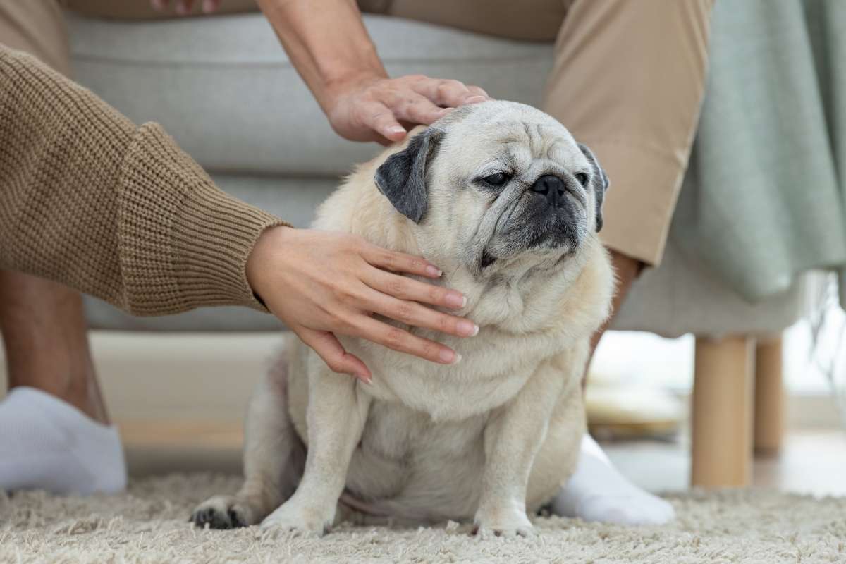 Understanding Pet Obesity: A Guide to Finding Your Pet’s Ideal Weight