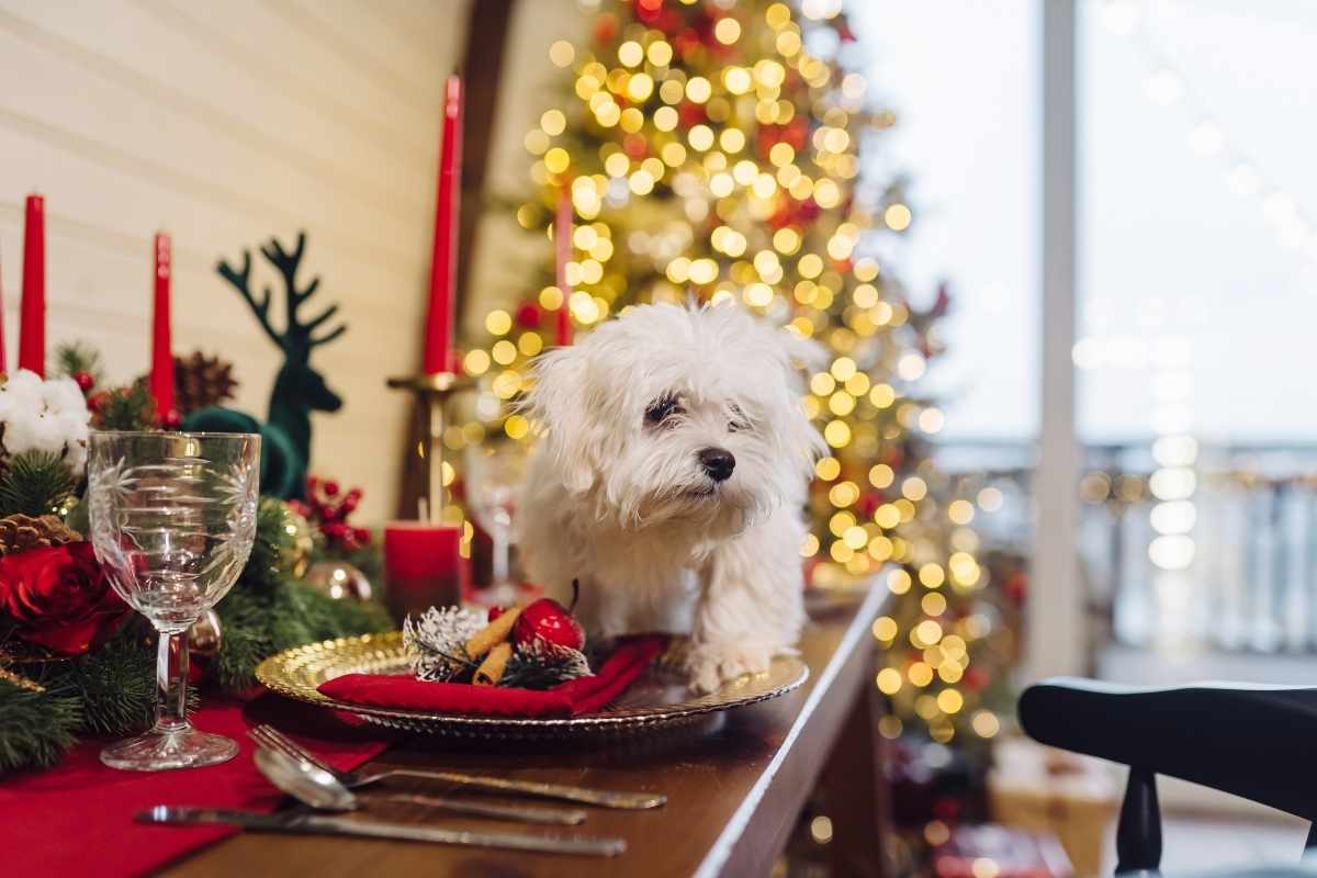 vet-approved homemade christmas treats for puppies