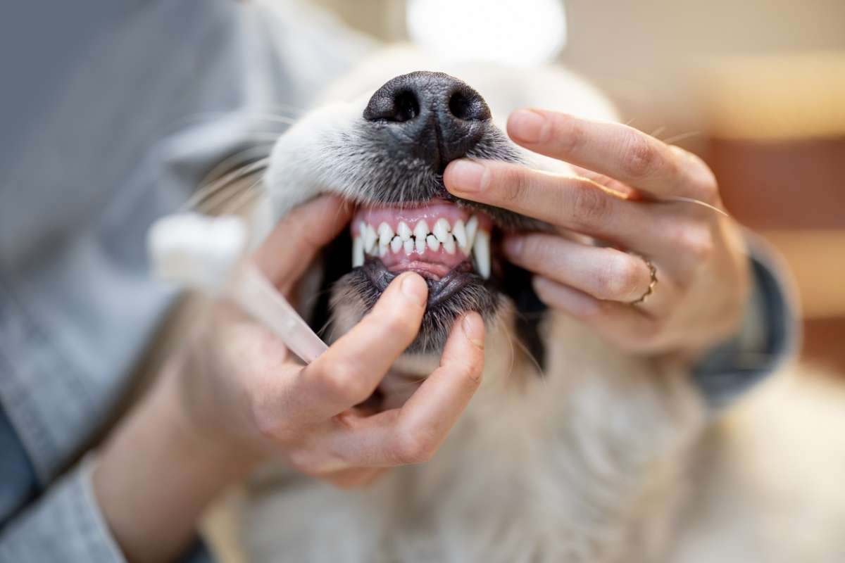 Understanding the Stages of Pet Dental Disease