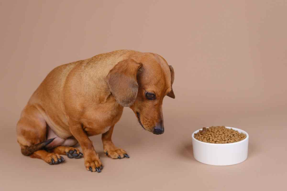holistic-remedies-for-upset-pet-stomachs