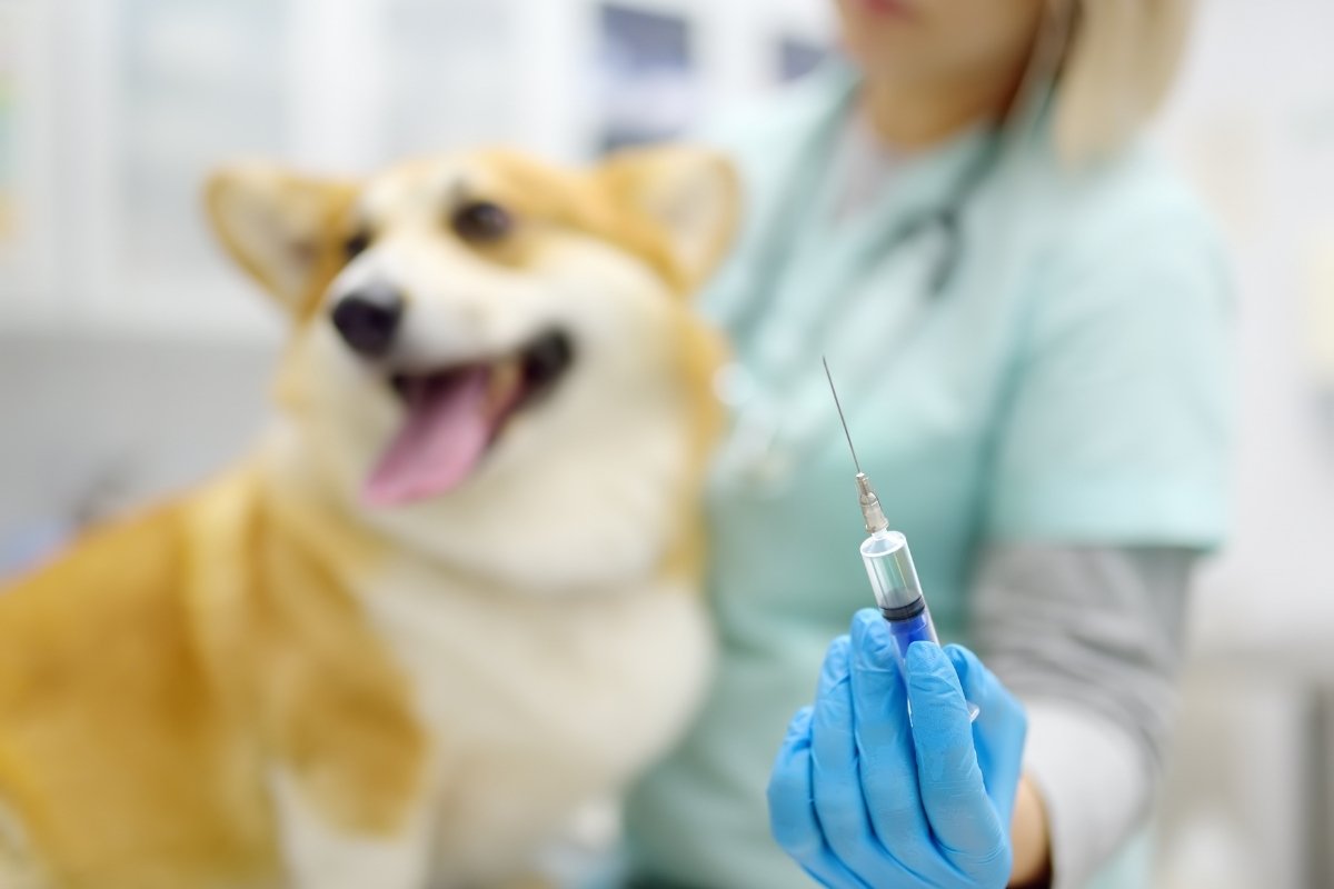 myths-about-dog-vaccines-what-vets-say-is-true