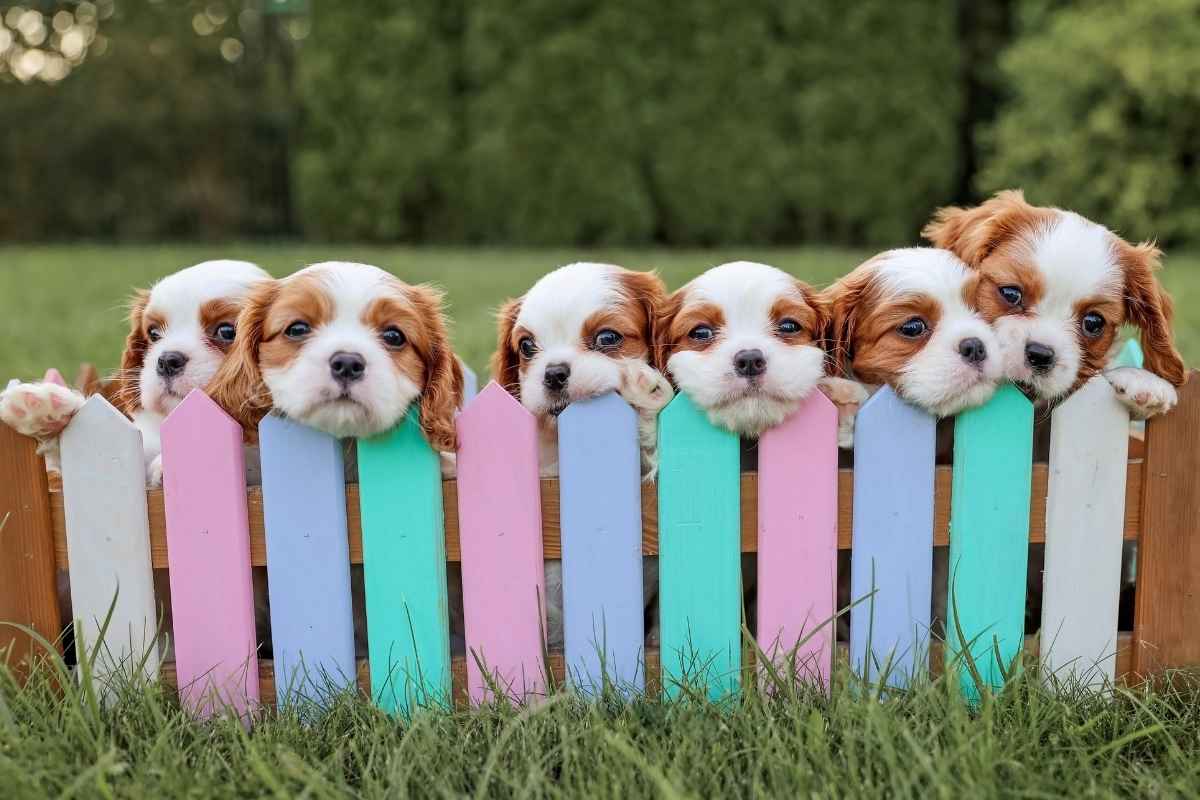 celebrate-national-puppy-day-at-home