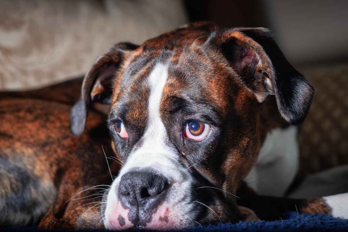 best-food-after-dog-neuter-surgery-vet-guide