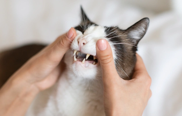 Cat Dentistry