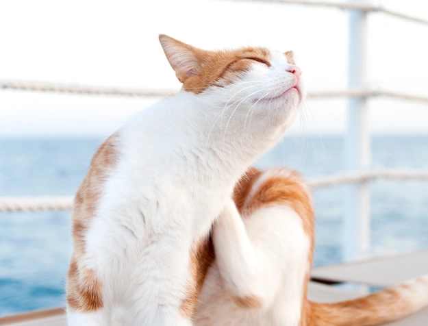 Cat Dermatology