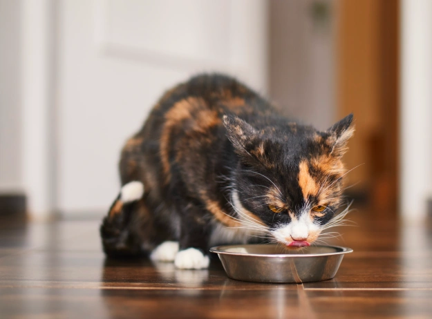 Cat Nutrition