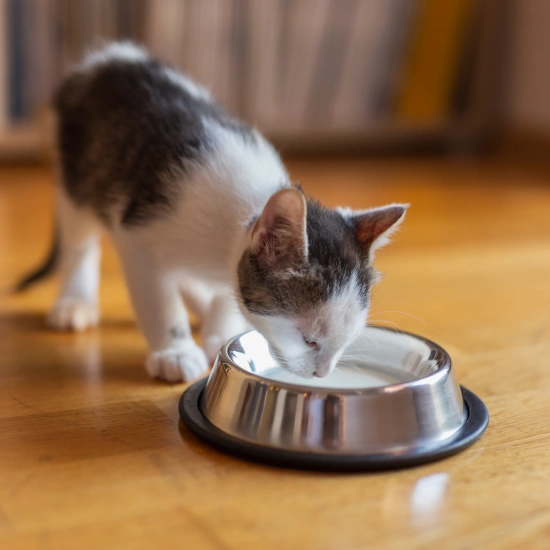 Cat Nutrition