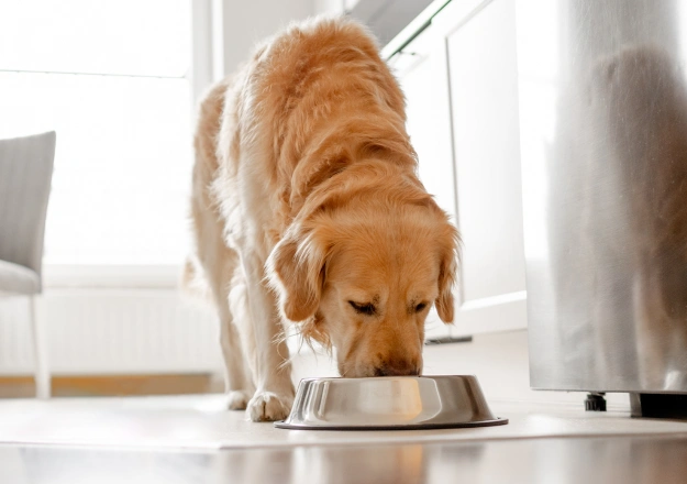 Dog Nutrition