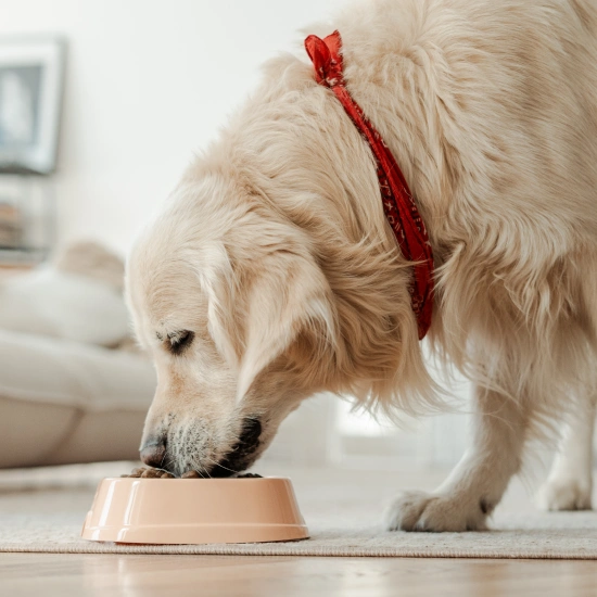 Dog Nutrition