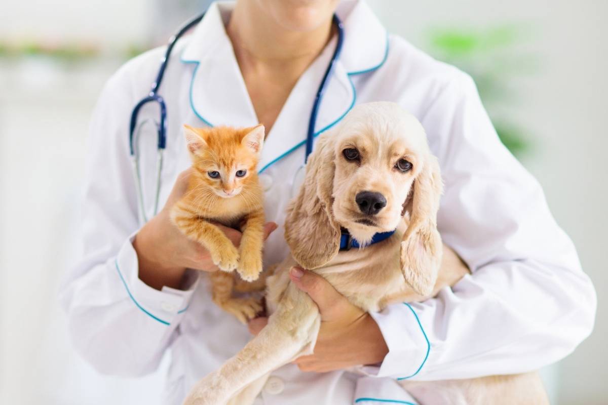 how-to-pick-the-right-vet-checklist