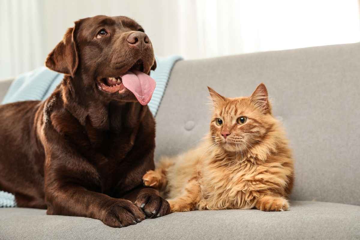 how-urgent-pet-care-helps-pets-recover-faster