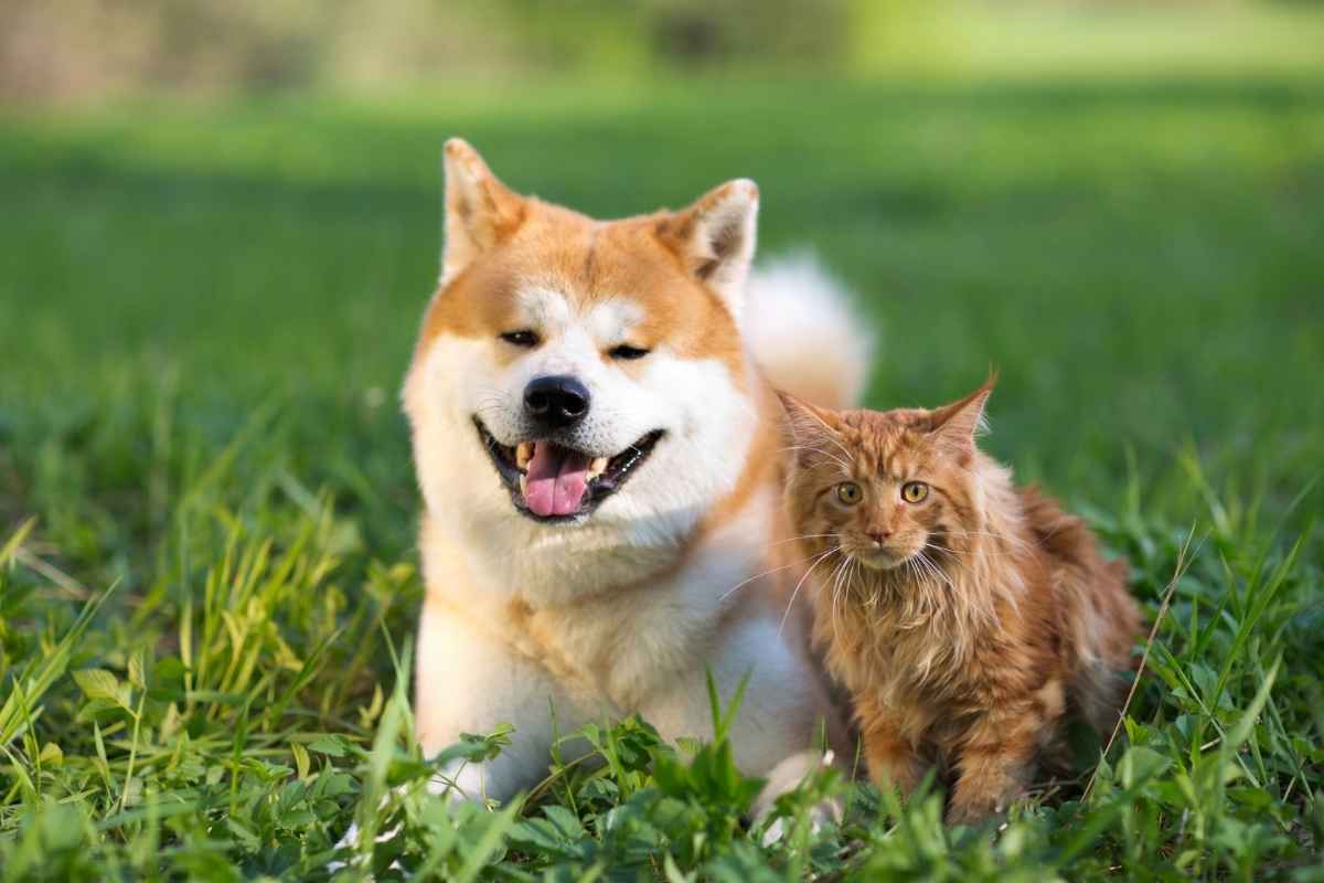 sudden-weakness-in-pets-urgent-veterinary-care