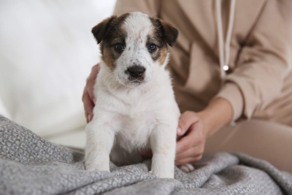 vet-approved-first-aid-kit-for-dogs-and-cats