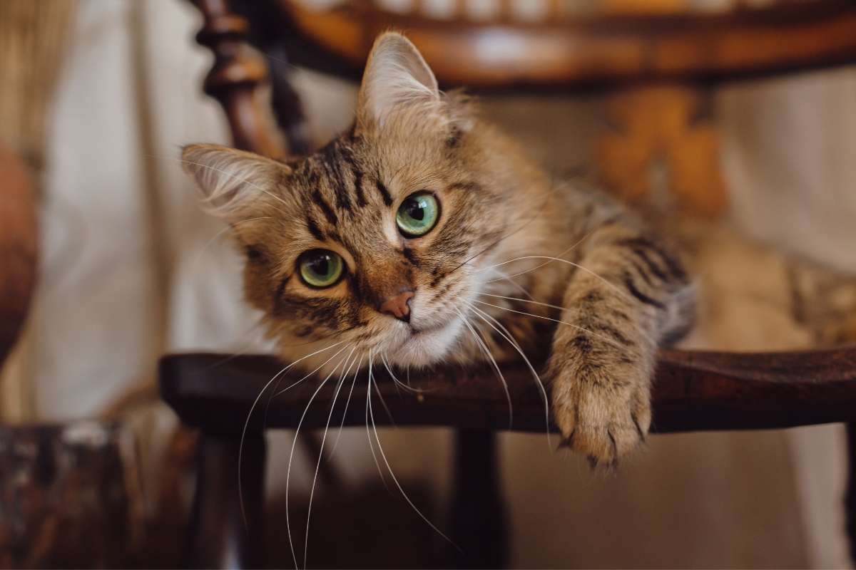 cat-stopped-eating-for-2-days