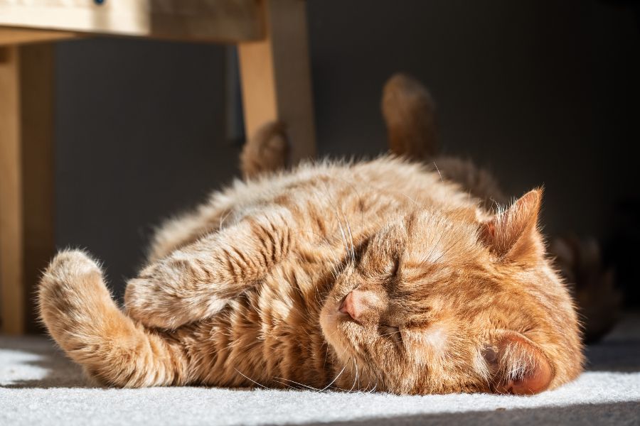 cat-stopped-eating-for-2-days