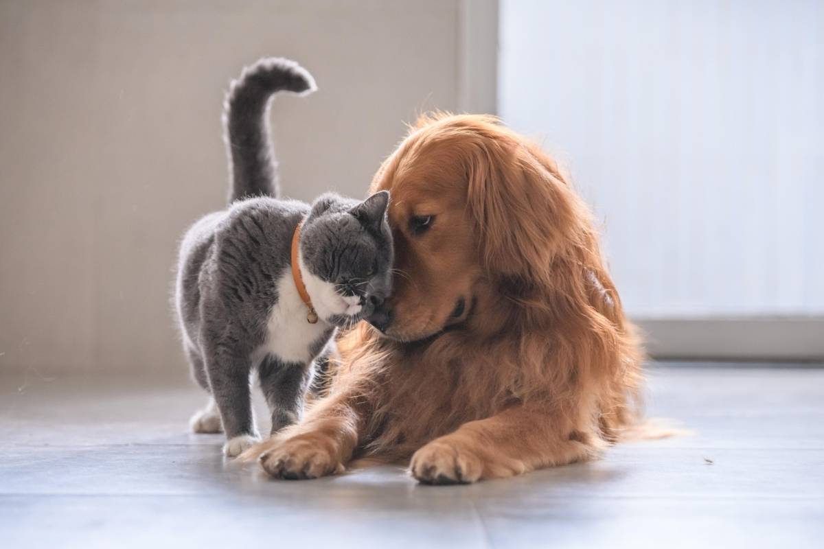 pet-dental-health-organ-disease-connection