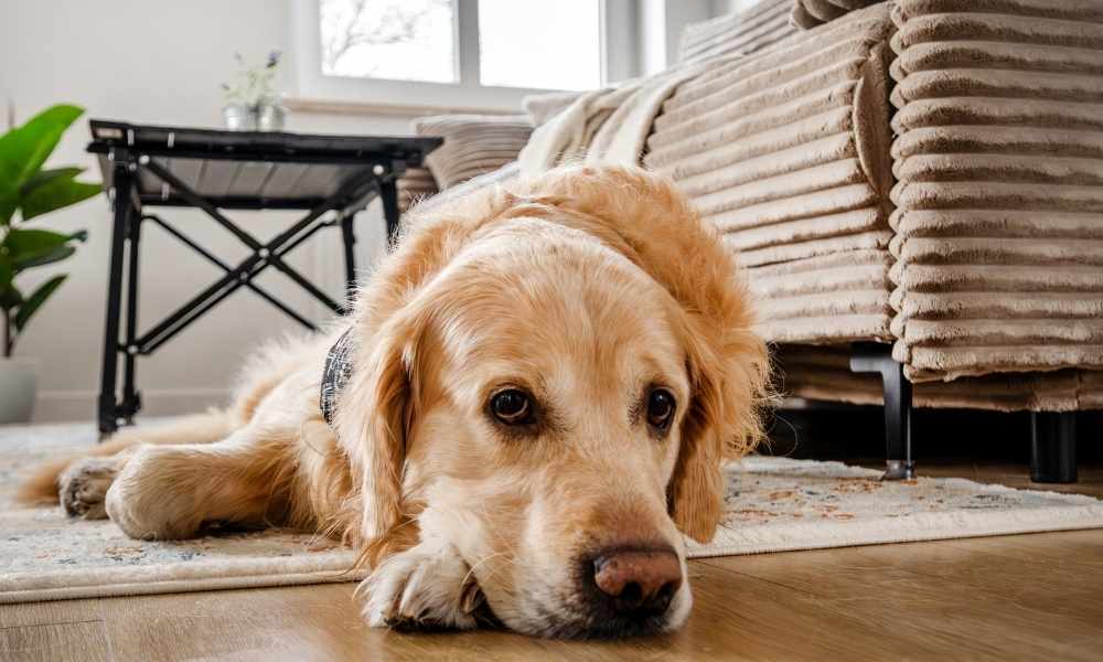when-is-vomiting-in-dogs-a-serious-concern