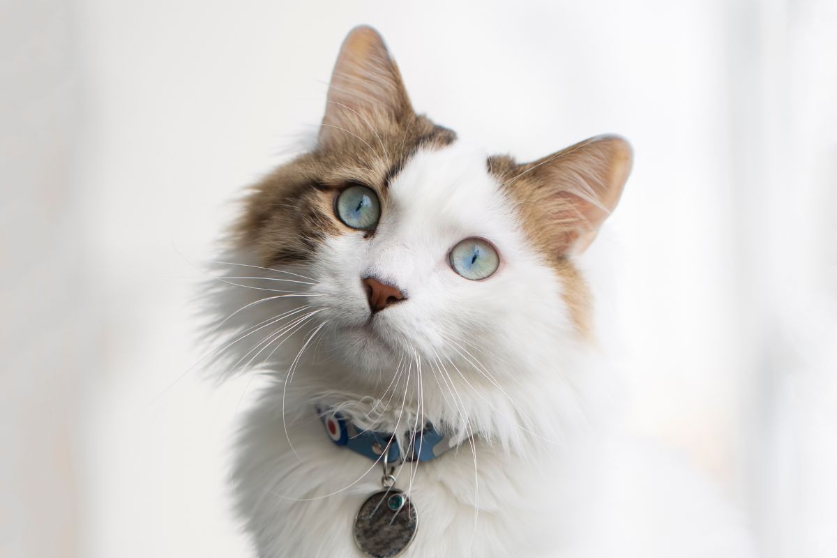 cat-asthma-signs-diagnosis