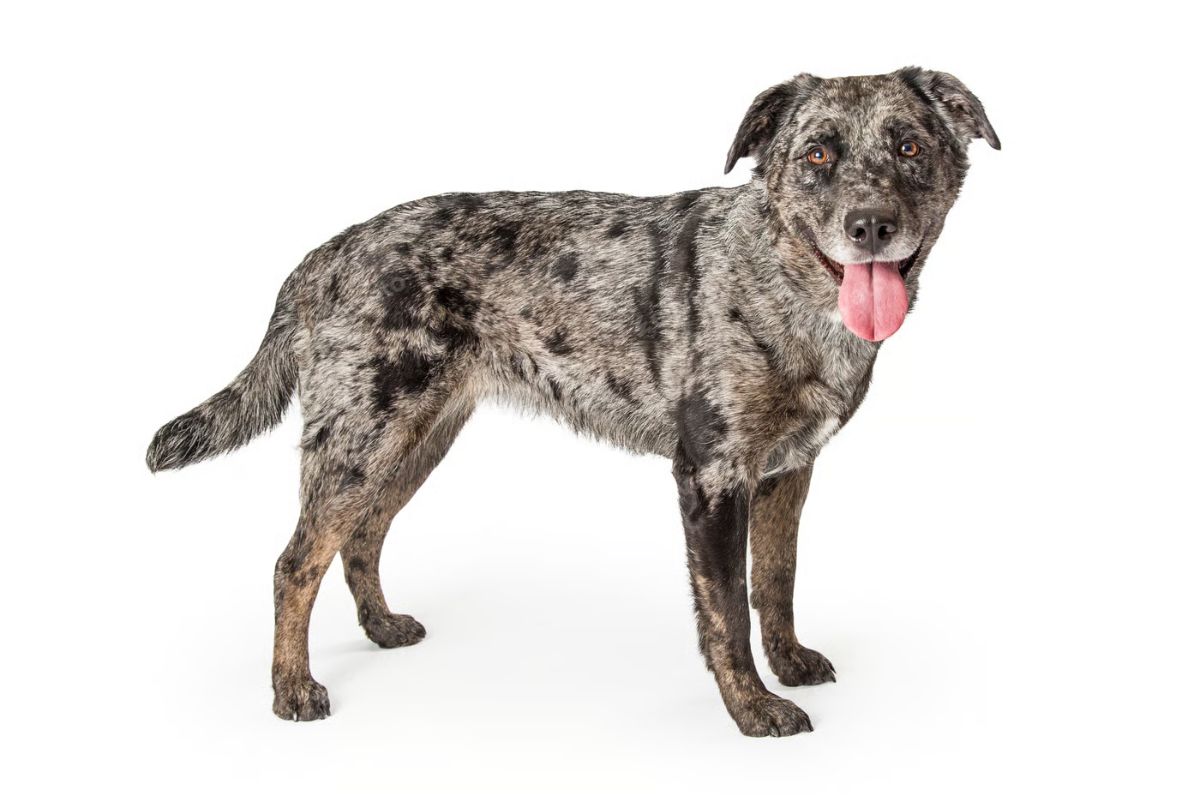 catahoula-leopard-dog-temperament-care-health