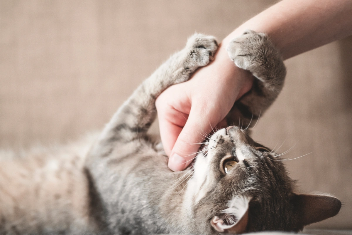 Tabby cat playfully batting at a person's hand