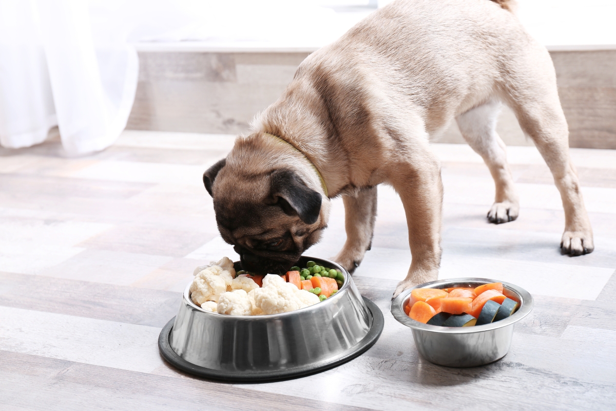 pet-nutrition-by-life-stage